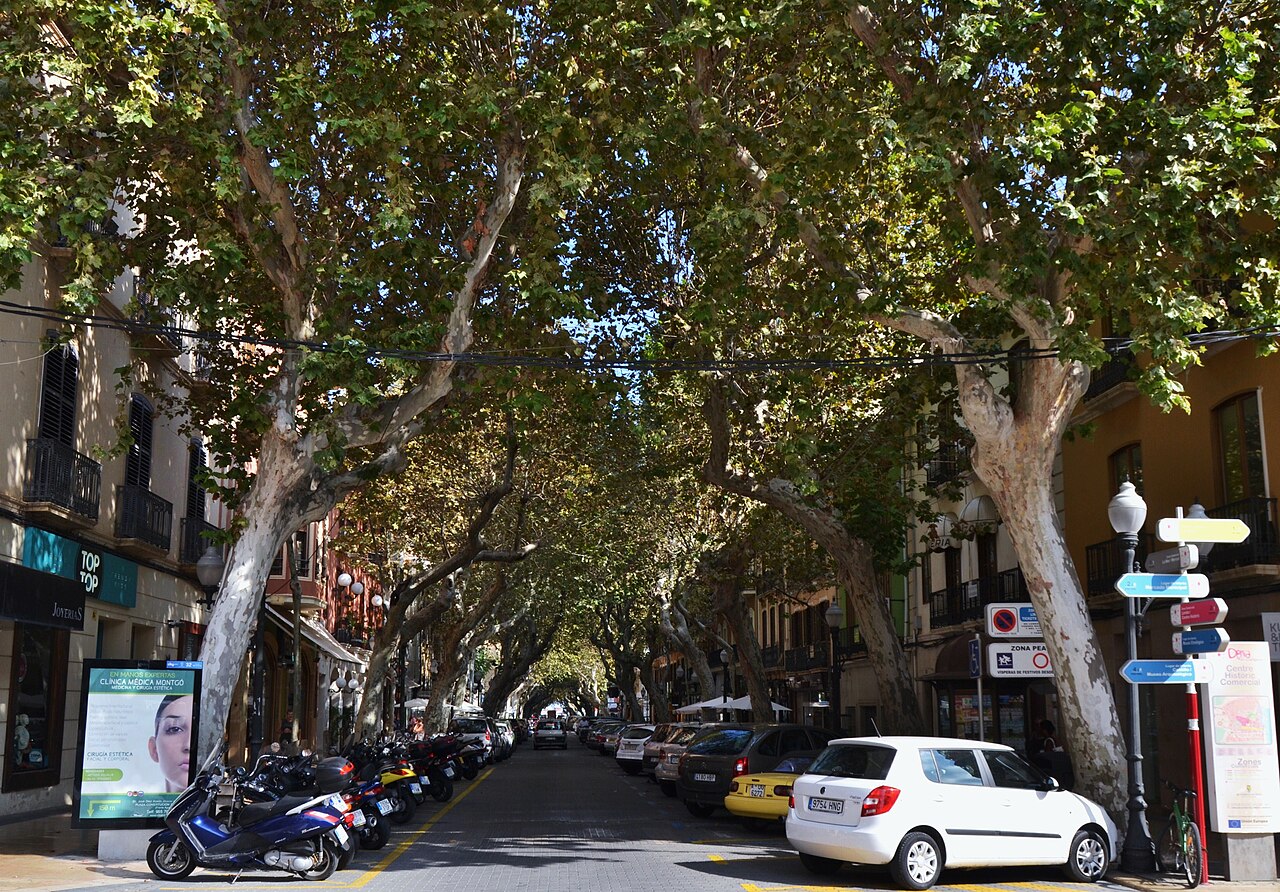 Carrer del Marqués de Campo — the main street under plane trees, shopfronts and awnings either side